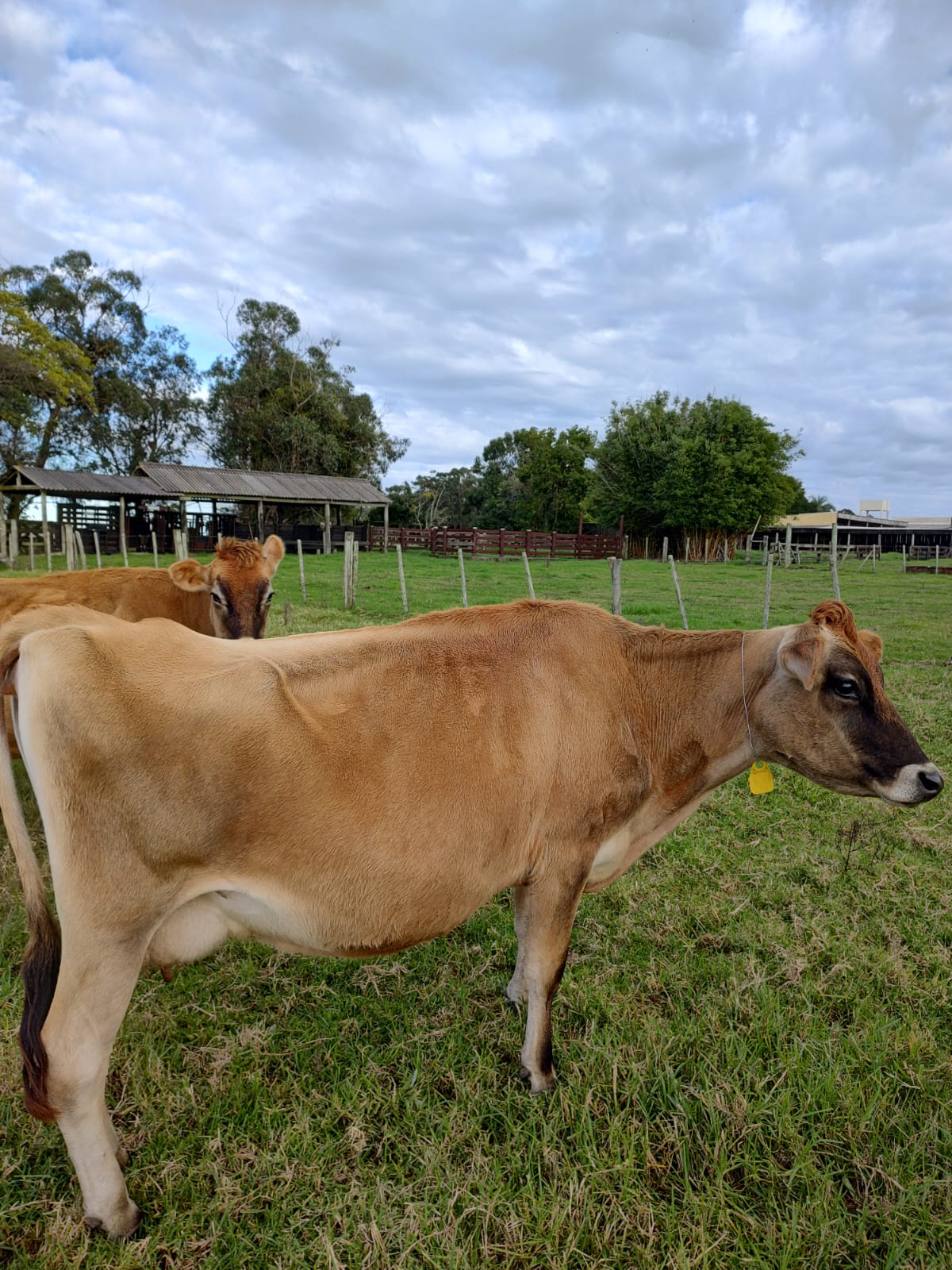 JerseyRS